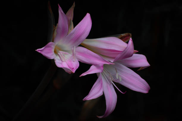 istock Pink flower in contrast 1170701834