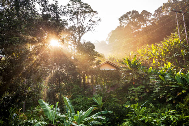 istock Sun ray view by the jungle bushes for text adding background 1170701836