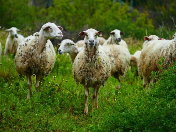 istock Flock of sheep in Skyros, Greece 1170702375