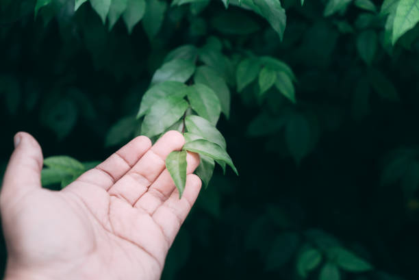istock Hand touching green leaf  in the garden 1170703222