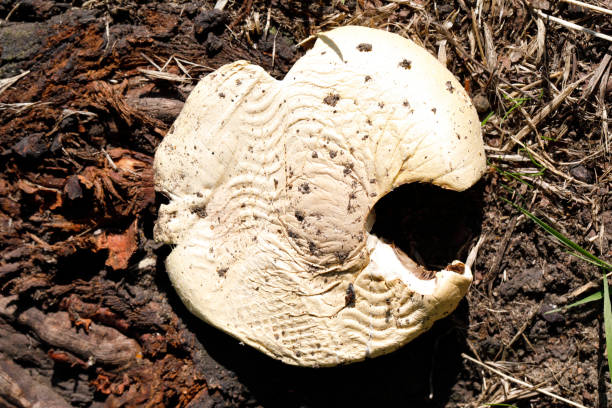 istock Boot imprint on field mushroom in Surrey 1170703348