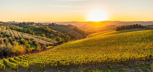 Vines in the foreground on a Tuscan landscape at sunset in early autumn.
