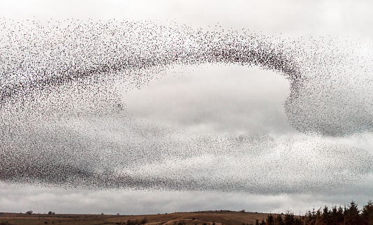 A large flock of starlings flying at dusk in the north of England.