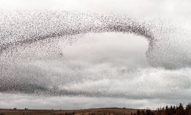 Starlings flying in a murmuration A large flock of starlings flying at dusk in the north of England. flock of birds stock pictures, royalty-free photos & images