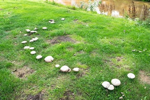 Close up mushrooms by tree