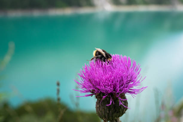 istock Bee on flower of a thistle is looking for nectar. Turquoise to blue background. 1170705186
