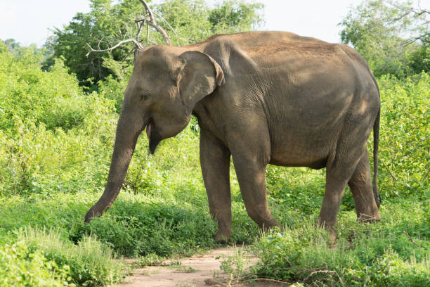 istock Sri Lanka elephants walking in bush 1170705388