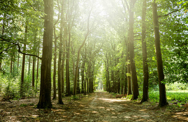 istock Forest path in the Achterhoek 1170705622