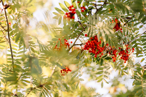 Fruits or berries of hawthorn Crataegus monogyna in a rainy autumn
