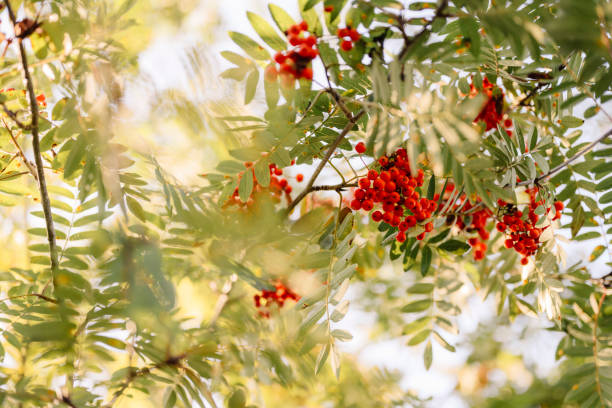 Autumn nature background rowan tree with many berries Autumn nature background rowan tree with many berries rowanberry stock pictures, royalty-free photos & images