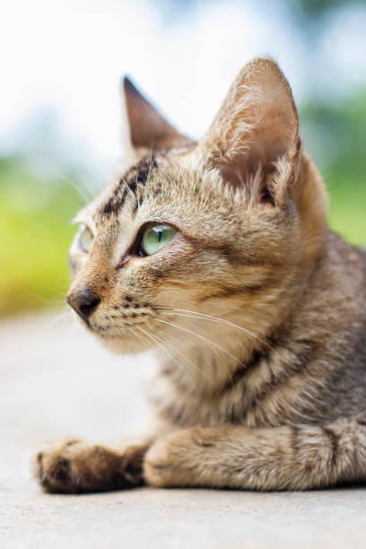 istock closeup view of a beautiful pussy cat 1170706556