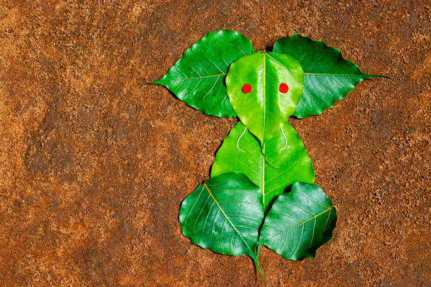 seigneur ganesha fait de figue sacrée ou de feuille de peepal - peepal photos et images de collection