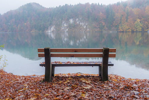 A bench in a scenic area with yellow flowers blooming around it