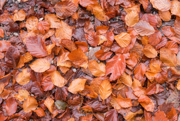 istock Close up of a Brown leaf on the ground 1170707111