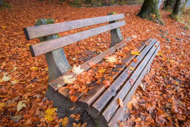 Bench, Autumn, Fussen, Germany