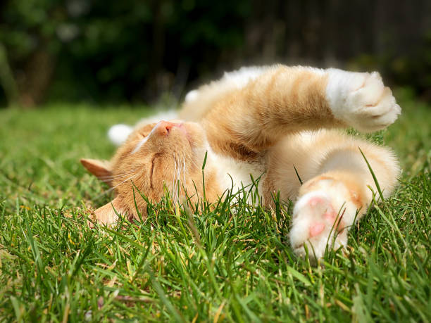 gato de jengibre estirando y dormido en césped - undomesticated cat fotografías e imágenes de stock