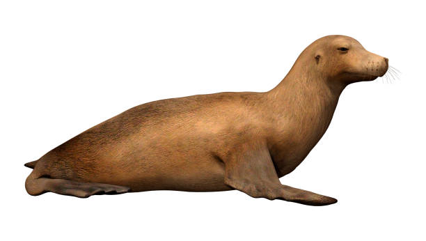 istock 3D illustration harbor seal on white 1170708370