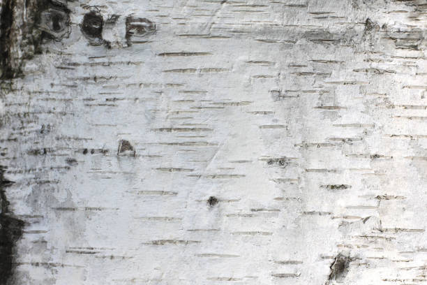 Photo of Texture of birch bark on birch logs as natural wooden background