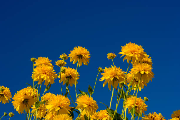 istock yellow flower background with blue sky 1170708746