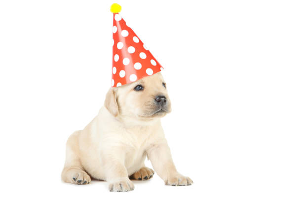 istock Labrador puppy in paper hat isolated on white background 1170710558