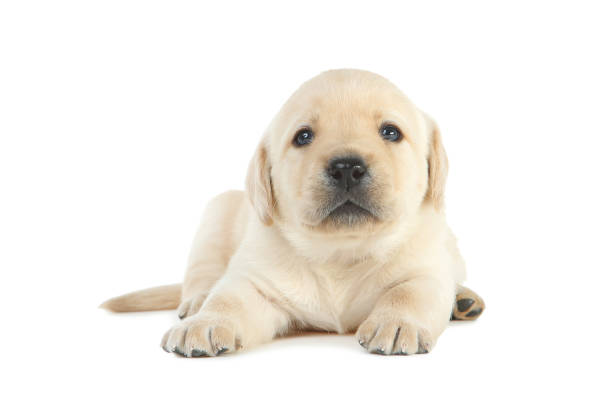 istock Labrador puppy isolated on white background 1170710587