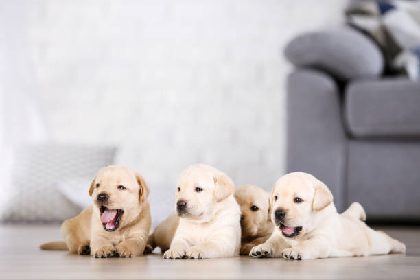 istock Beautiful labrador puppies at home 1170710657