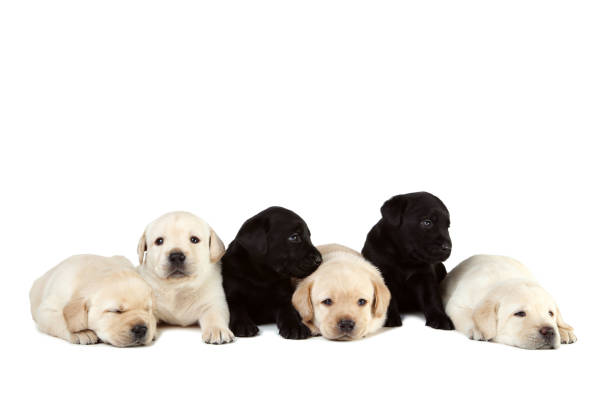 istock Labrador puppies isolated on white background 1170710662
