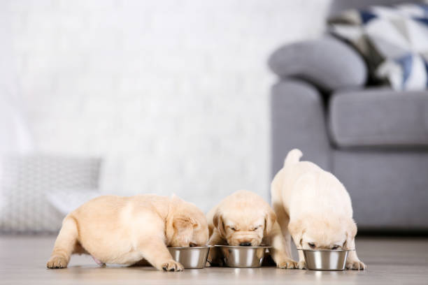istock Labrador puppies eating food at home 1170710681