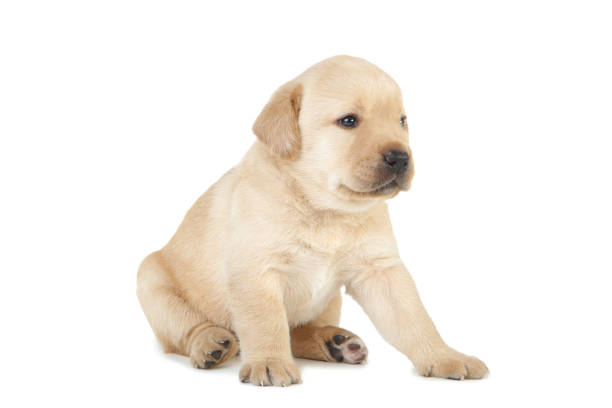 istock Labrador puppy isolated on white background 1170710800