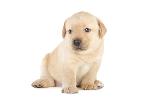 istock Labrador puppy isolated on white background 1170710809