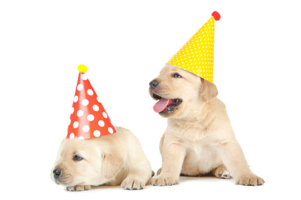 istock Labrador puppies in paper hats isolated on white background 1170710888
