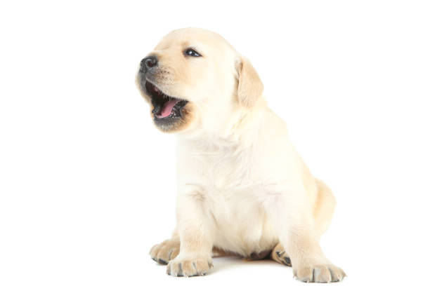 istock Labrador puppy isolated on white background 1170710903
