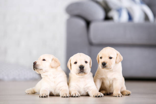 istock Beautiful labrador puppies at home 1170711669