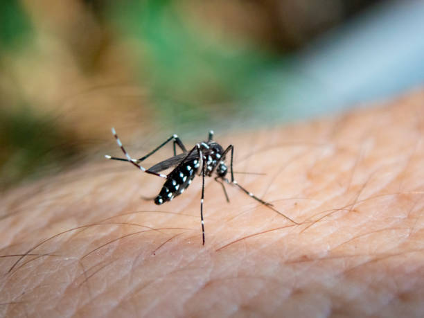 tiger mosquito eating in a human hand