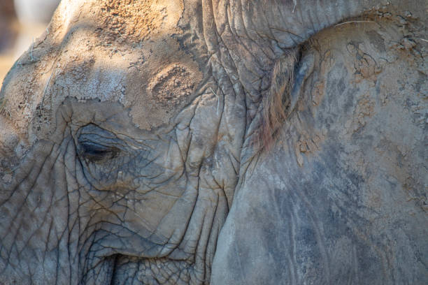 Close up of an elephant with focus on the eye