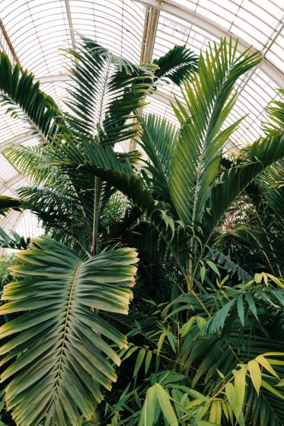 Conservatory or greenhouse with various exotic and tropical plants.
