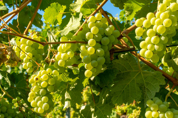 istock Vineyard with growing white wine grapes, riesling or chardonnay grapevines in summertime 1170712313