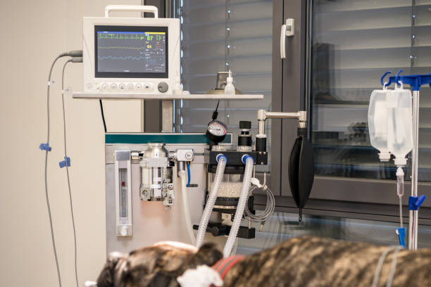 Dog Intubated In Surgery Room Of Veterinary Clinic Stock Photo - Download  Image Now - Medical Ventilator, Machinery, Electrocardiography - iStock