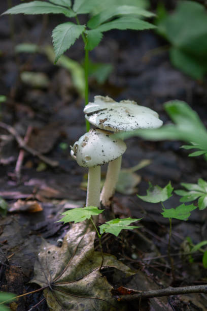 istock Toadstool mushroom blurry macro photo in green forest 1170715376