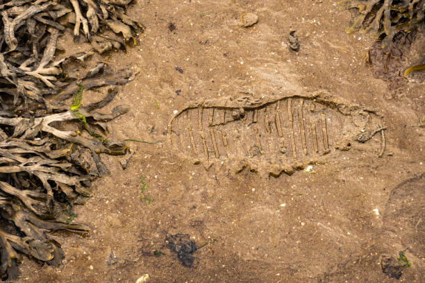 istock Footprint in the sand 1170715398