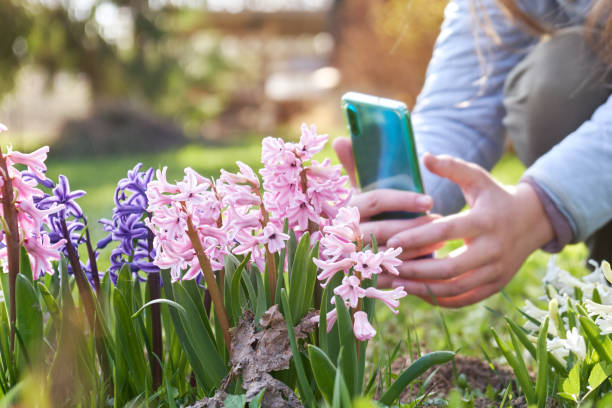 Young girl taking a photo using a smartphone of blossoming hiacinth flowers in the garden stock photo
