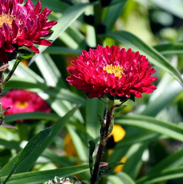 istock bright red asters in the garden, macro, narrow focus area 1170717089