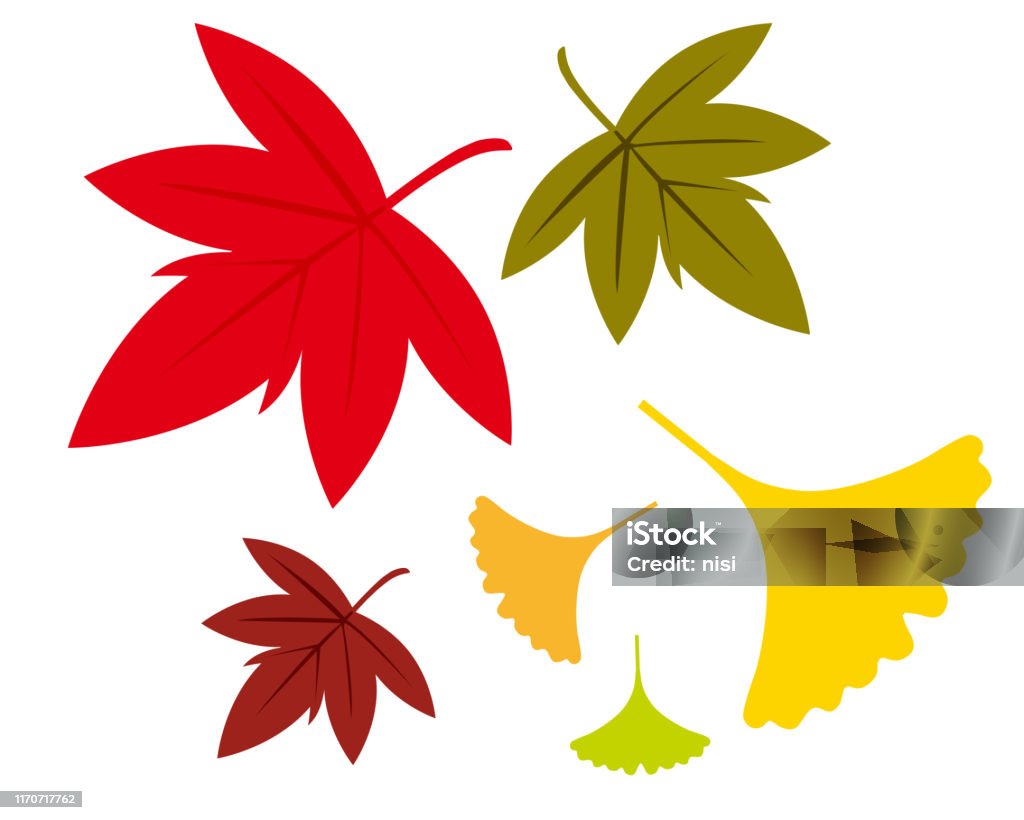 은행나무는 벡토를 떠난다 삽화 가을 나무입니다 단풍 나무 잎 0명에 대한 스톡 벡터 아트 및 기타 이미지 - 0명, 가을, 계절 -  Istock