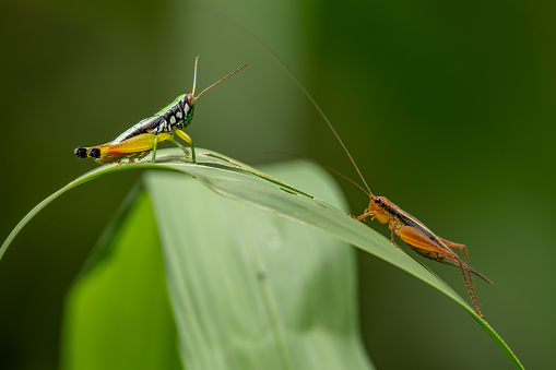 Yellow Red-legged Rice Grasshopper and cricket facing each other on grass leaf while moving the  antennae