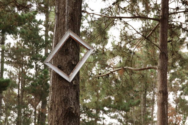 istock A white wooden picture frame hanging from a tree. Eco-conscious concept image. 1170719024