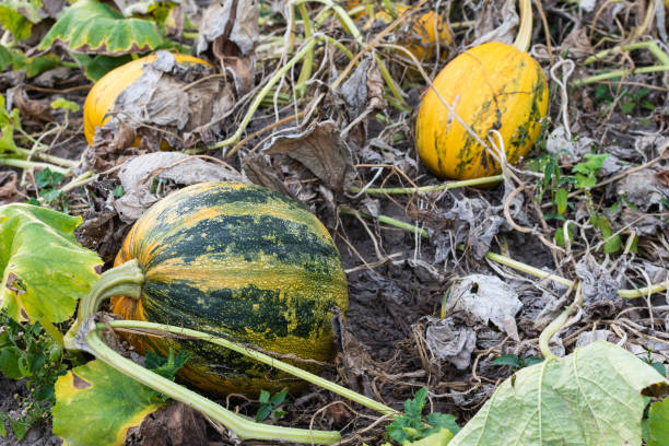 istock Organic ripened pumpkins in the garden 1170719343