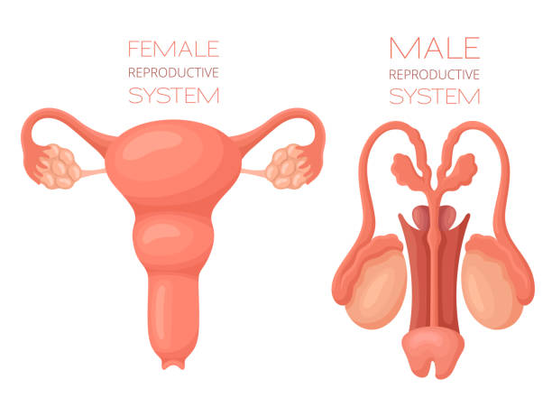 анатомия репродуктивной системы человека - головка пениса иллюстрации stock illustrations