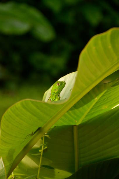 Tortugero, Costa Rica, November 18, 2012: Small green lizard camouflaged by a banana leaf