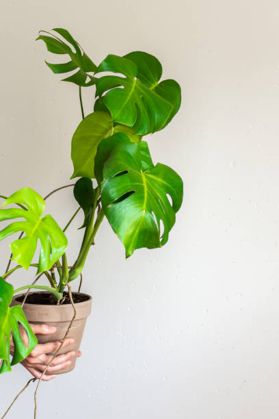 istock Monstera in a pot in male hands 1170720361