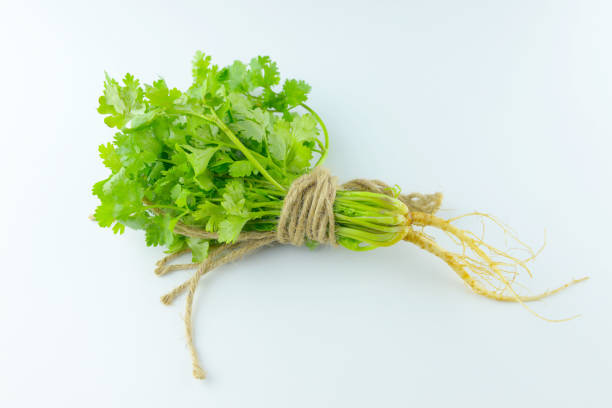 Fresh coriander leaves on white background